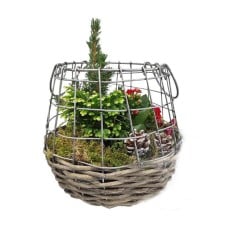 Plants in metallic|wooden cage