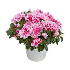 Bicolor Azalea plant