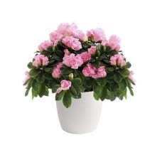 Pink Azalea plant