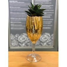A different gift proposal for those who love cacti plants