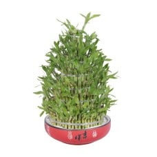 Big Lucky bamboo 8 layers for great luck