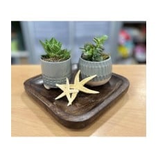 Succulents in a square tray