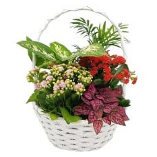 Assortment of plants in a round basket (Special)