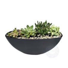 Succulents in a black gondola
