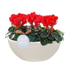 Small Cyclamens In Gondola