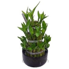Mini Lucky Bamboo