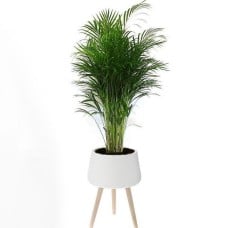 Areca In A Ceramic Base With Wooden Stand