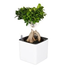 Bonsai in self watering pot