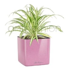 Green plant in a pink glossy self watering plant