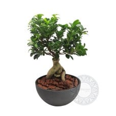 Bonsai for office or home