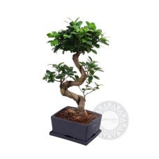 Bonsai with a twisted trunk