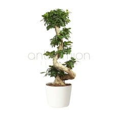 Giant bonsai with twisted trunk (110 cm height)