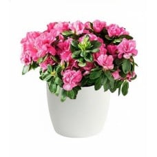 Fuchsia azalea