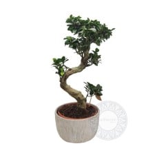 Gorgeous ficus ginseng bonsai in ceramic pot
