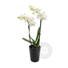 White mini orchid plant in ceramic pot
