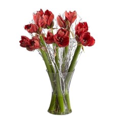6 red Amaryllis