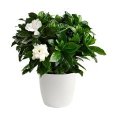 Gardenia plant