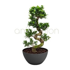 Ginseng Bonsai