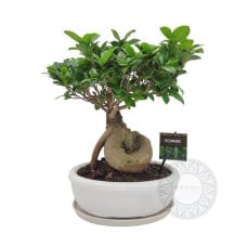 Bonsai Smiles