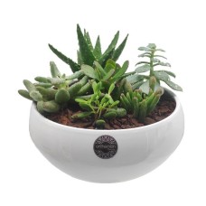 Beauty of succulents