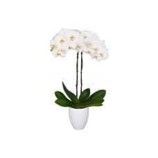 White exotic orchid plant
