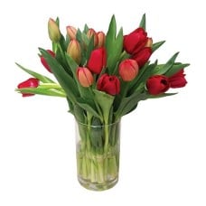15 Fresh Tulips
