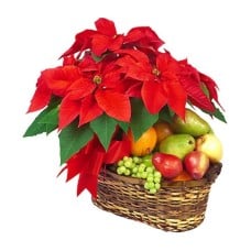 Poinsettia and Fruits (Basic)