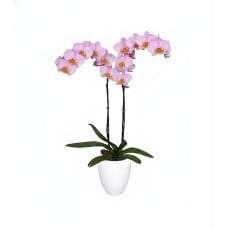 Pink exotic orchid plant