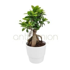 Bonsai Plant