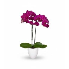 Exotic Orchid Phalaenopsis