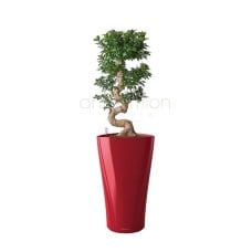 Elegant bonsai in self watering pot