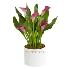 Gorgeous Calla Plant