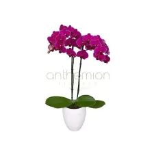 Exotic Orchid Phalaenopsis