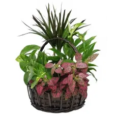 Basket filled with green plants