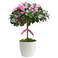 Azalea tree in pot