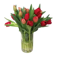 15 Fresh tulips | WITHOUT VASE