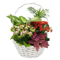 Assortment of plants in a round basket (Special)