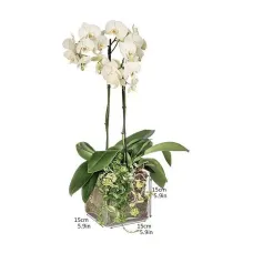 White orchid in a glass cube