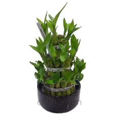 Mini Lucky Bamboo