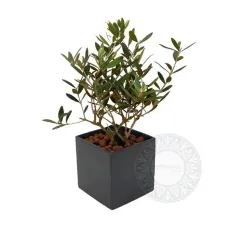 Olive plant in ceramic pot