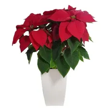Poinsettia in a tall pot