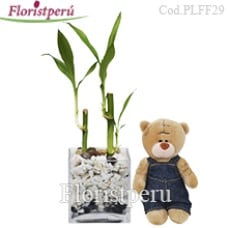 Lucky Bamboo plant + mini teddy bear