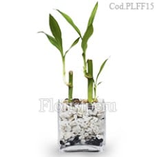 Lucky Bamboo Plant