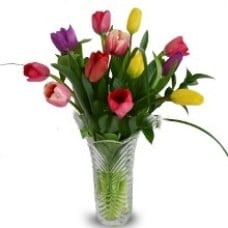 Bruselas Model, 12 tulips