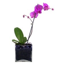 Orchid Plant (BASE)