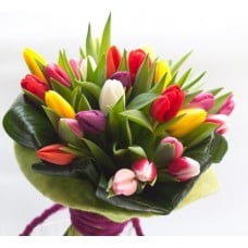 Tulip mix (BASE)