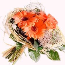 Peach Gerbera (BASE)