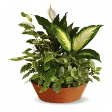 Il Giardino Verde