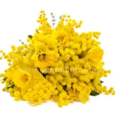 Mimosa e Narcisi