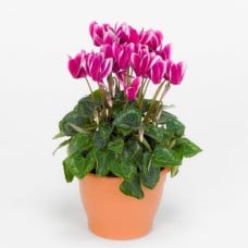 Cyclamen plant (BASE)